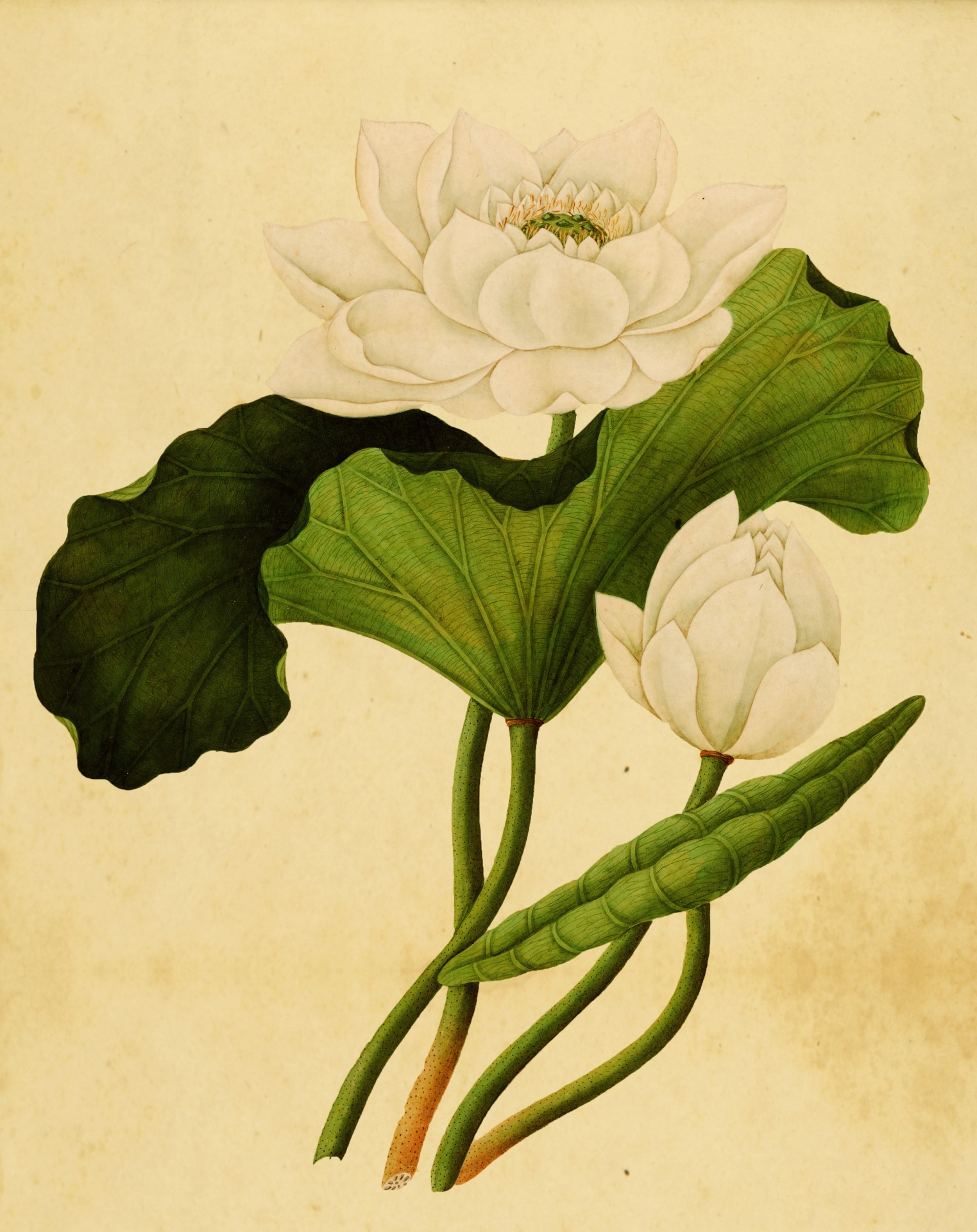 Lotus flower, sacred lotus, east indian lotus vintage, antique paper background art print, poster