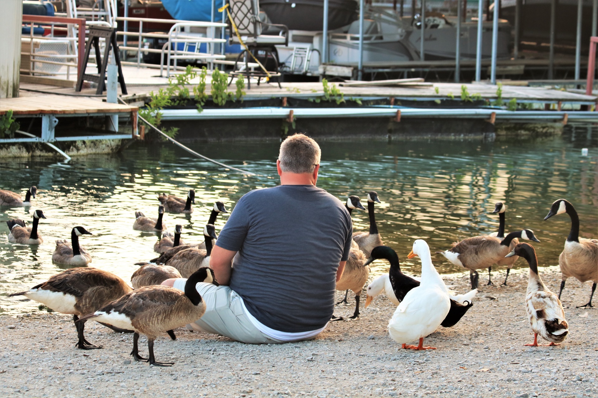 A man, sitting on the shore of a marina, feeding ducks and geese.