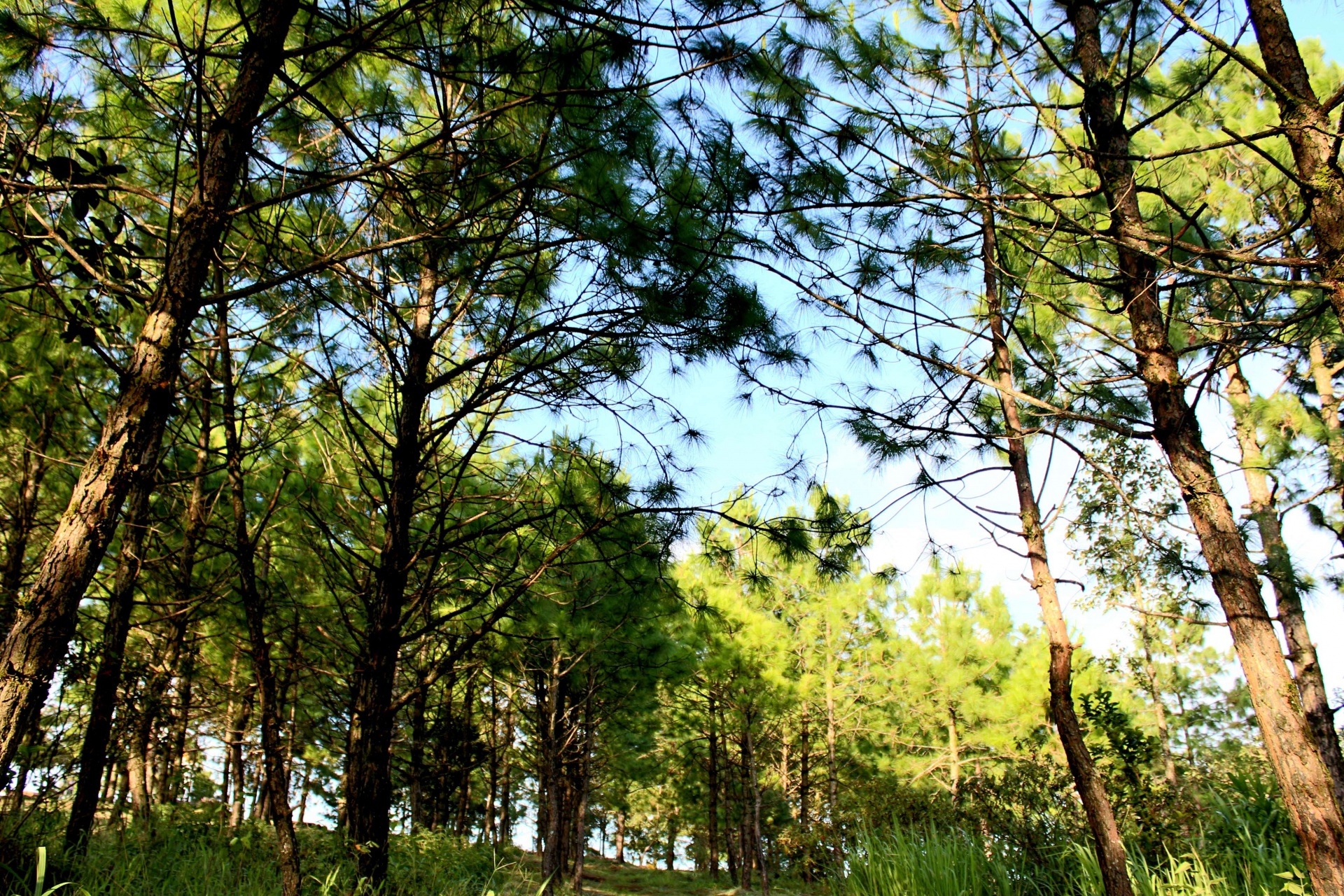 Nature Of Pine Forest In Phu Rua