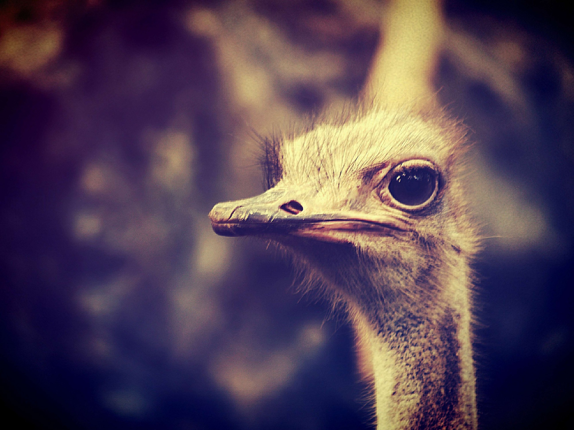 Ostrich Head Closeup