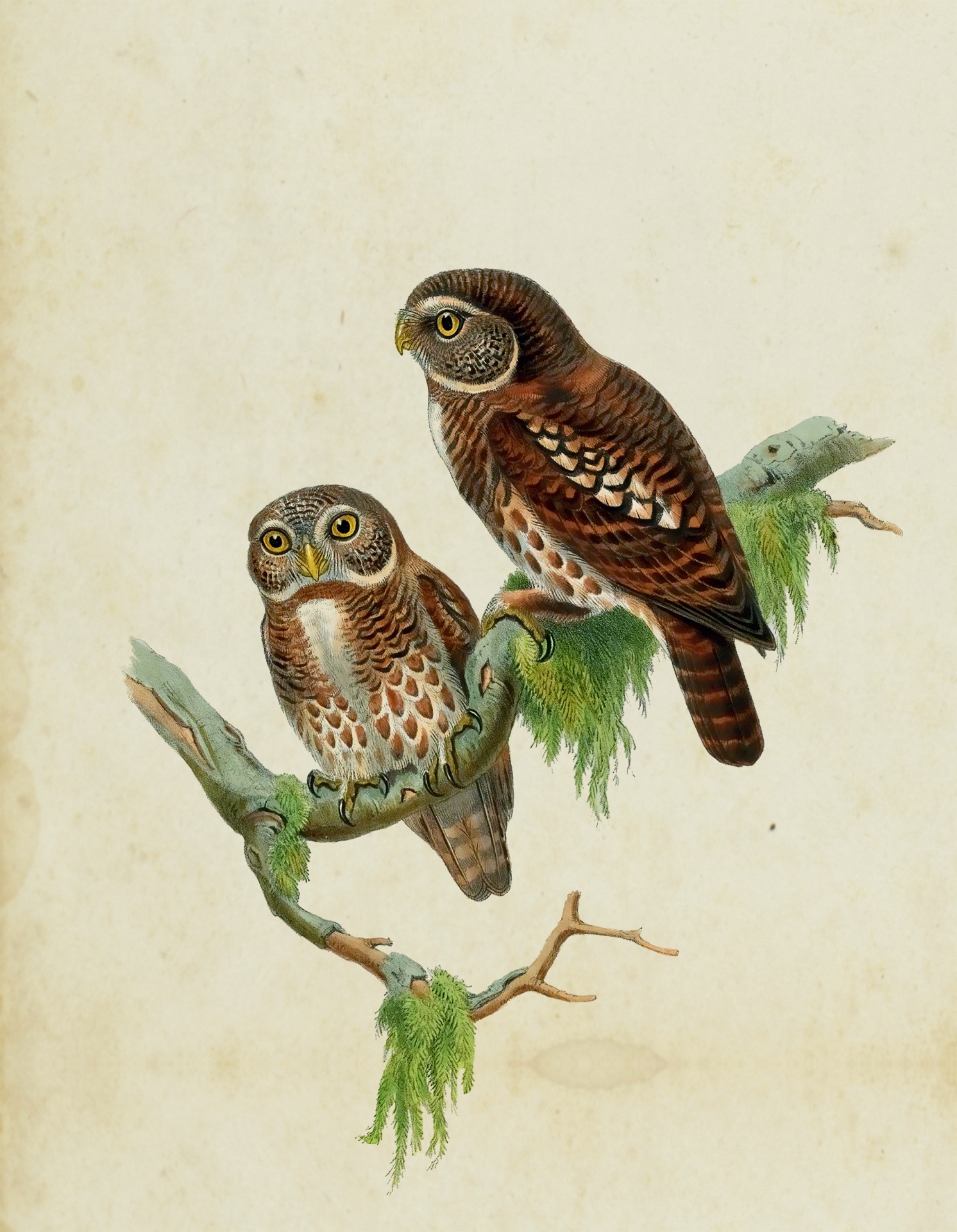 Owl Vintage Art Print