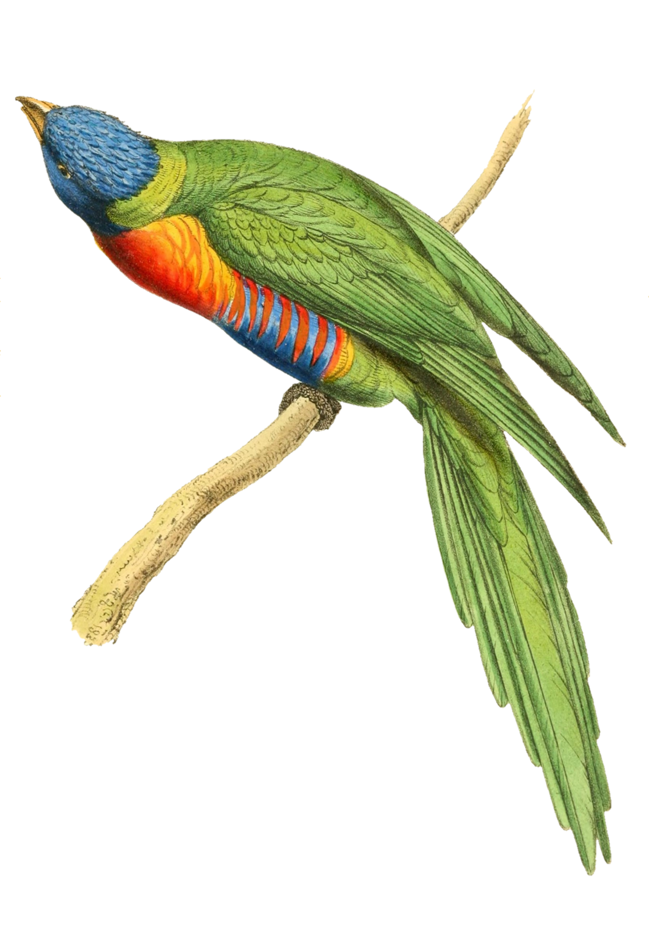 Parrot Bluehead Amazon Bird