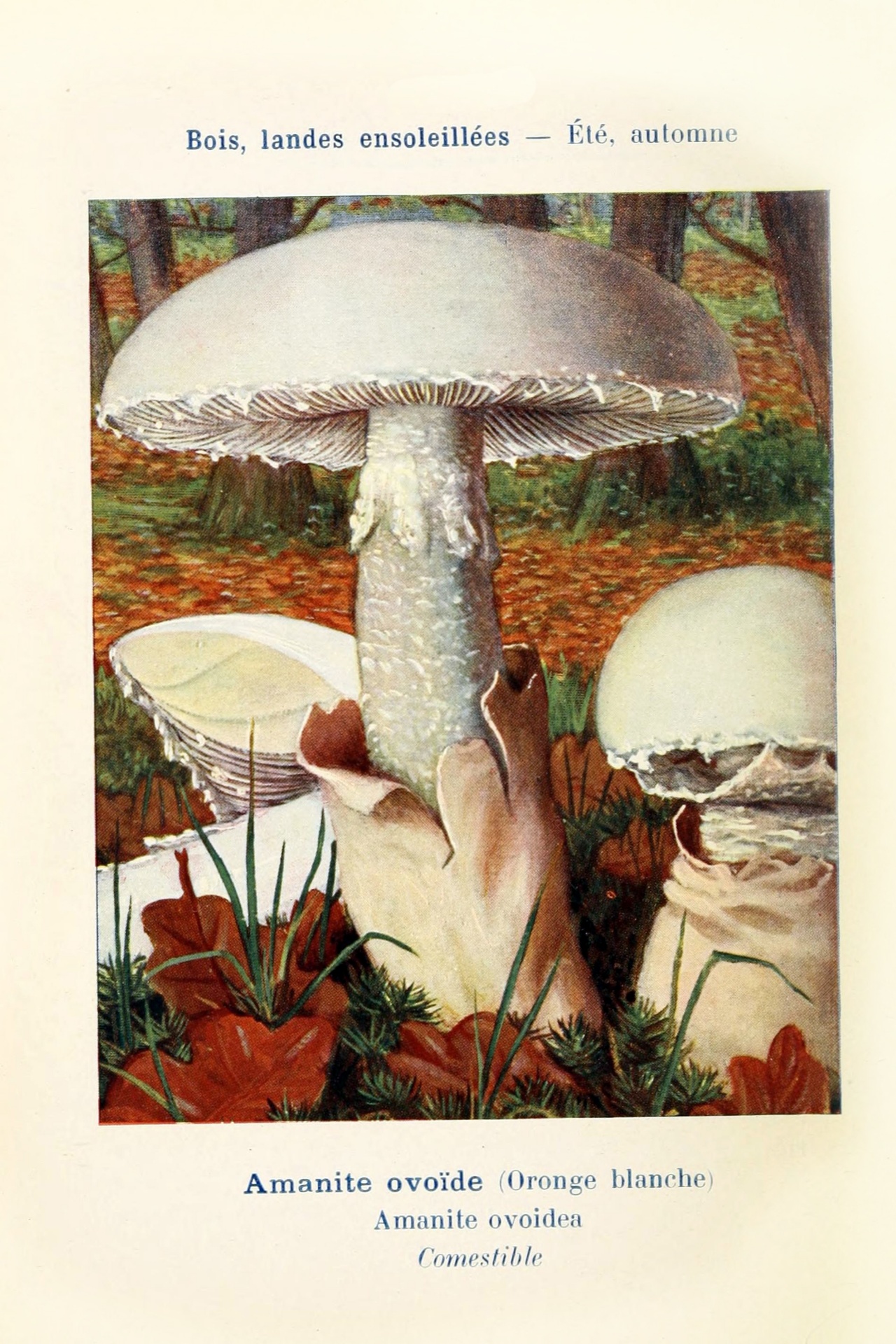 Mushrooms Century Vintage Old