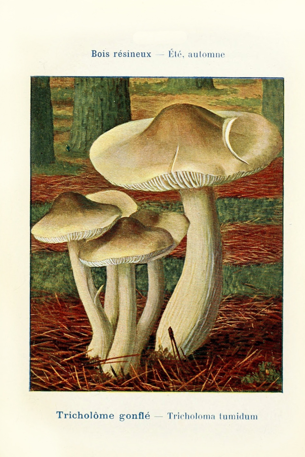 Mushrooms century vintage old learning knowledge board variety species mushroom retro illustration drawing antique explanation plants forest edible toxic biology