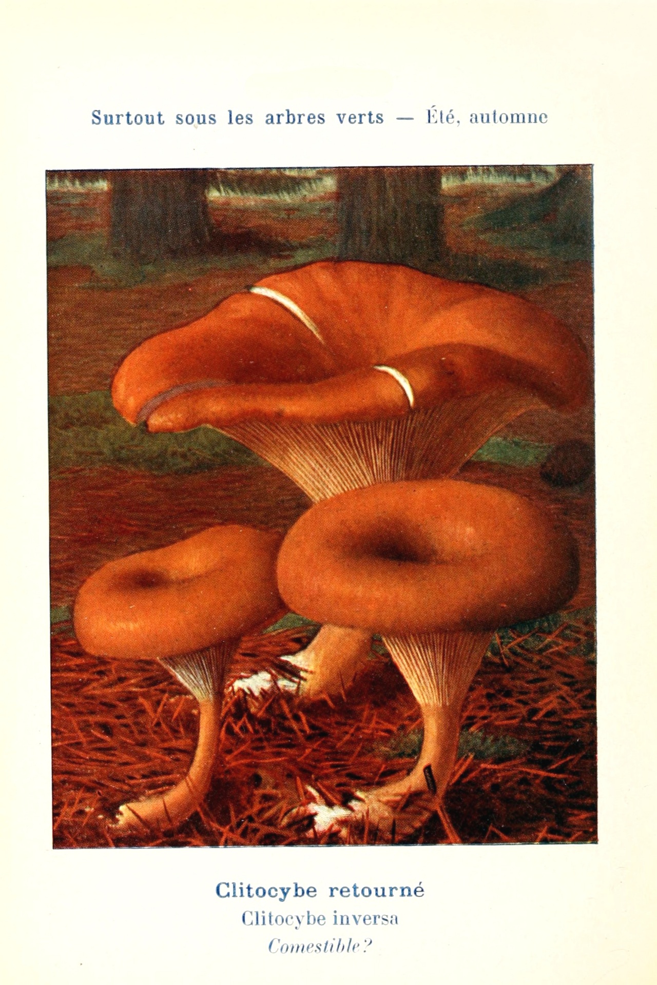 Mushrooms century vintage old learning knowledge board variety species mushroom retro illustration drawing antique explanation plants forest edible toxic biology
