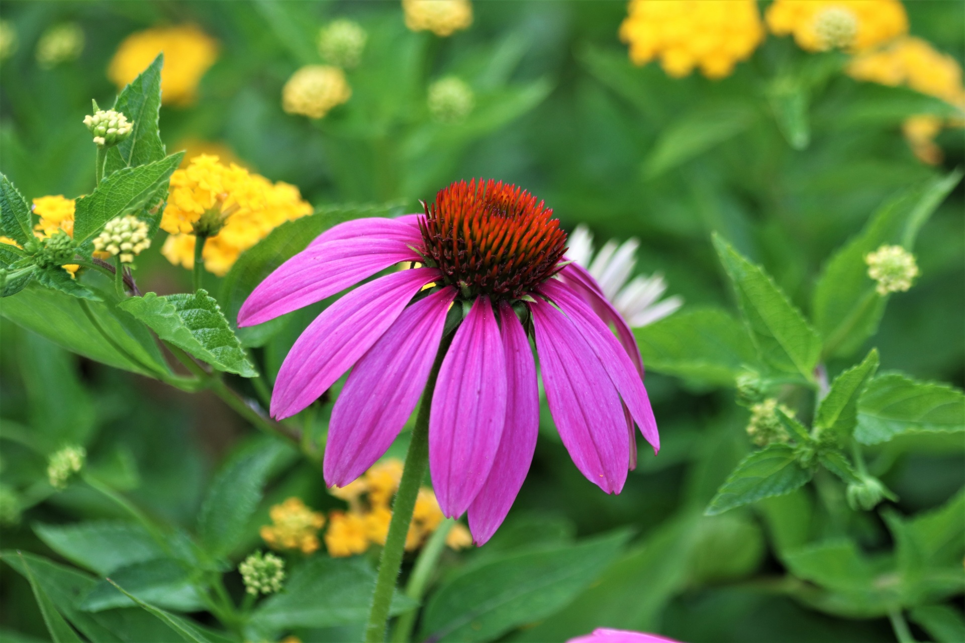 Close-up of a pink coneflower with green leaves and yellow lantana flowers in the background.