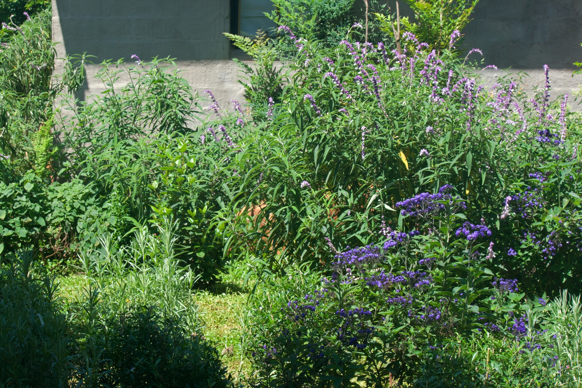Plectranthus Plant & Purple Flowers
