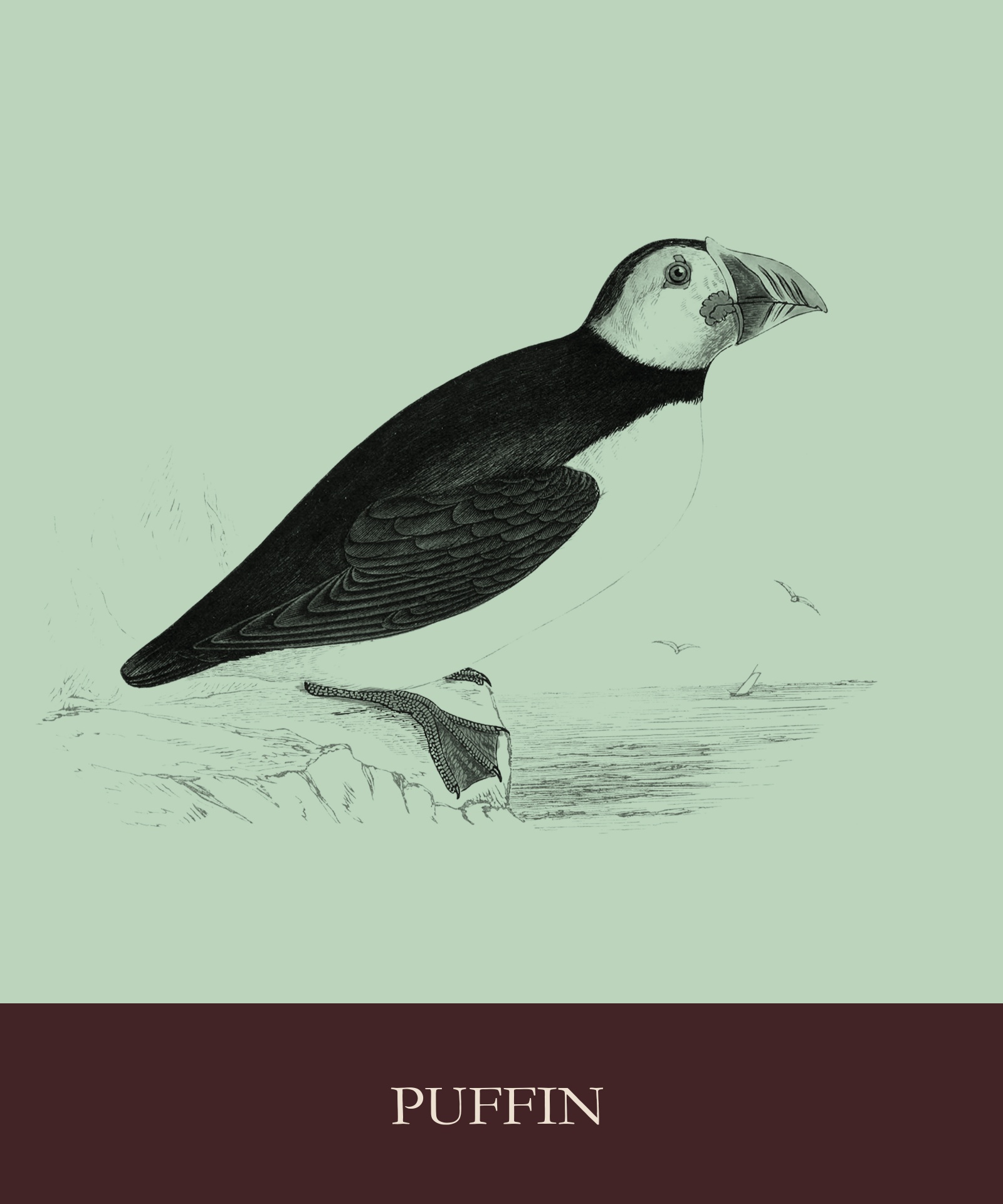 Vintage illustration of a puffin