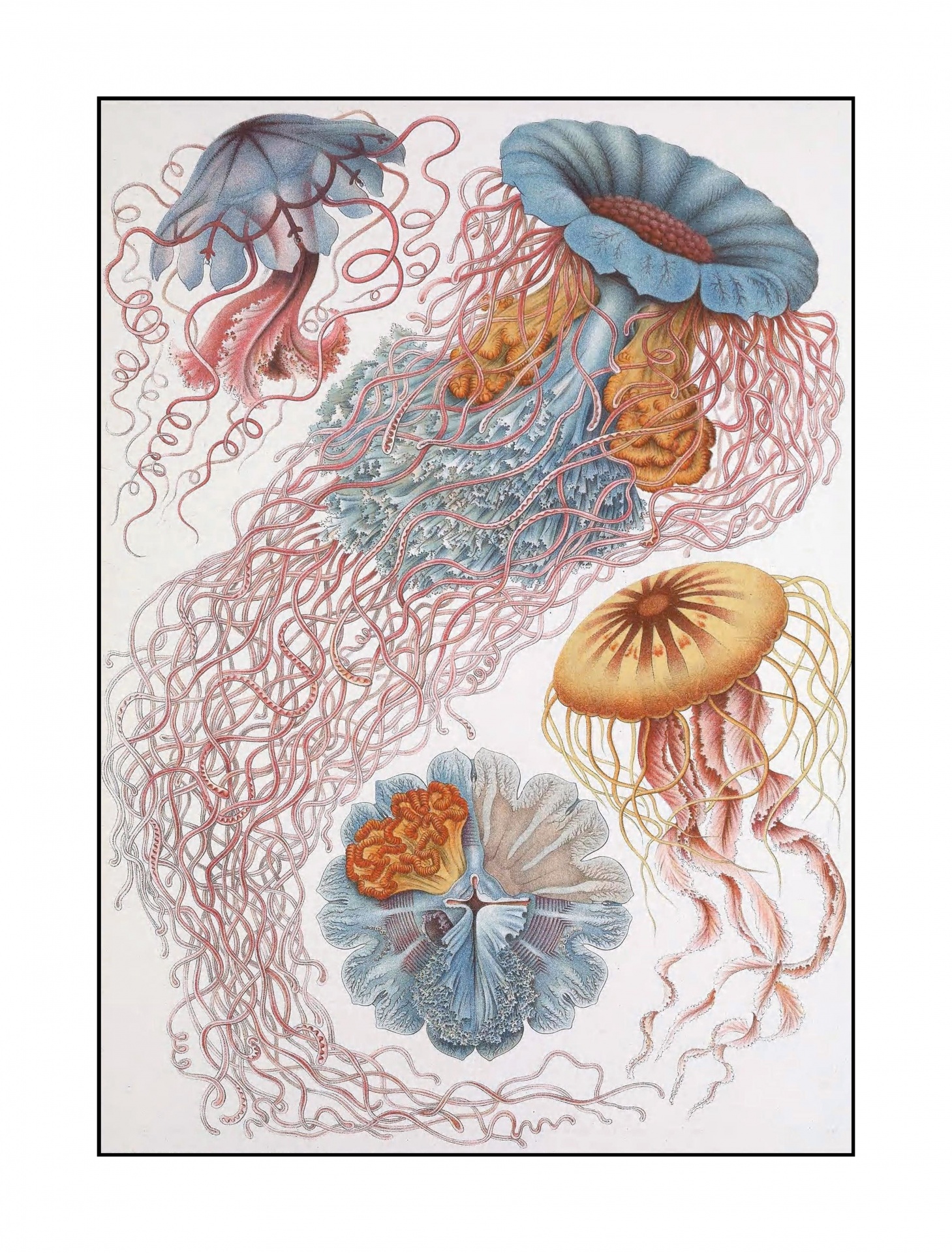 Jellyfish Coral Reef Vintage