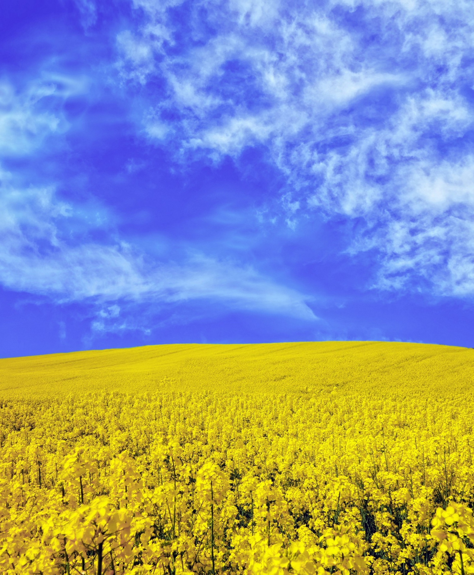 Rape Field Blossom Yellow Sky