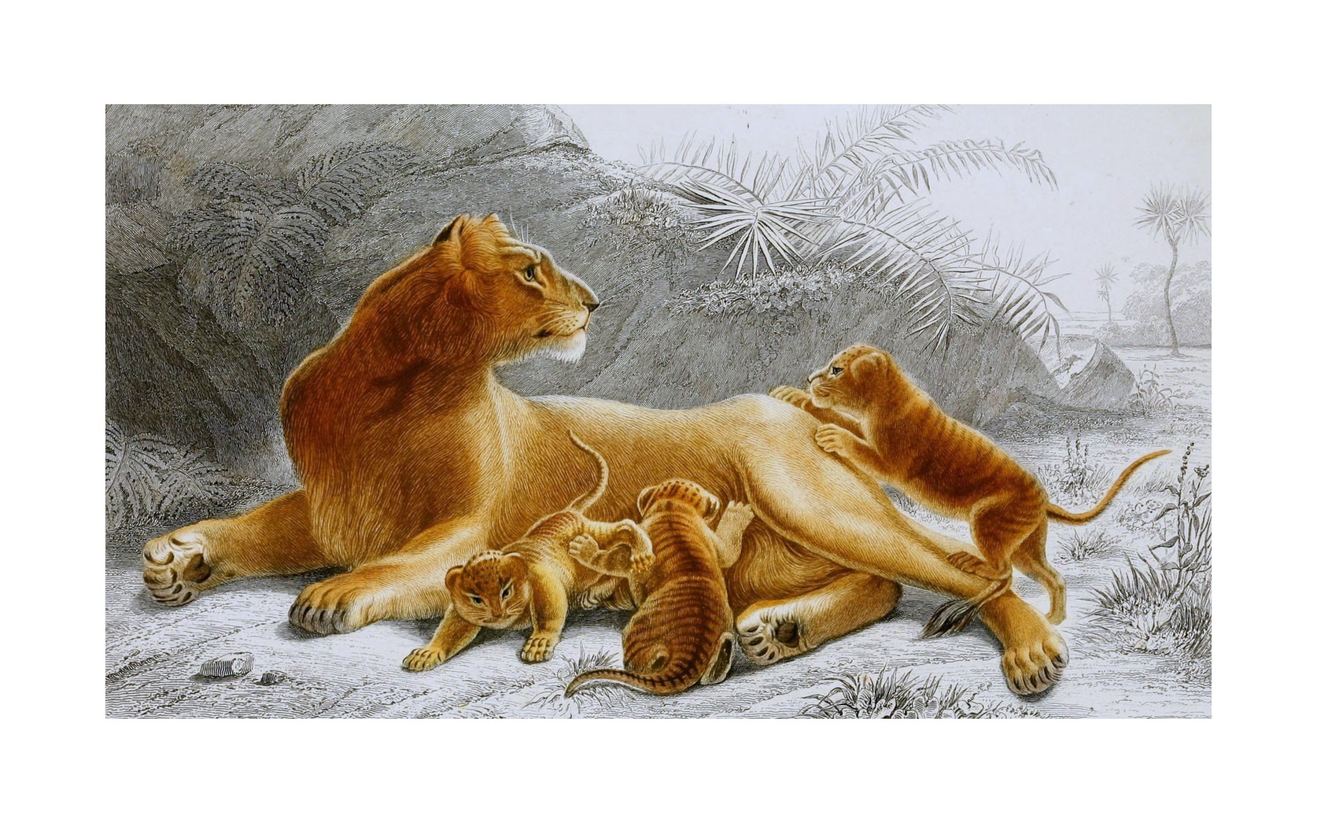 Big Cat Lion Wildcats Wild Animal Hunter Spotted Vintage Old 1900's Painted Paint Art Retro Poster Illustration