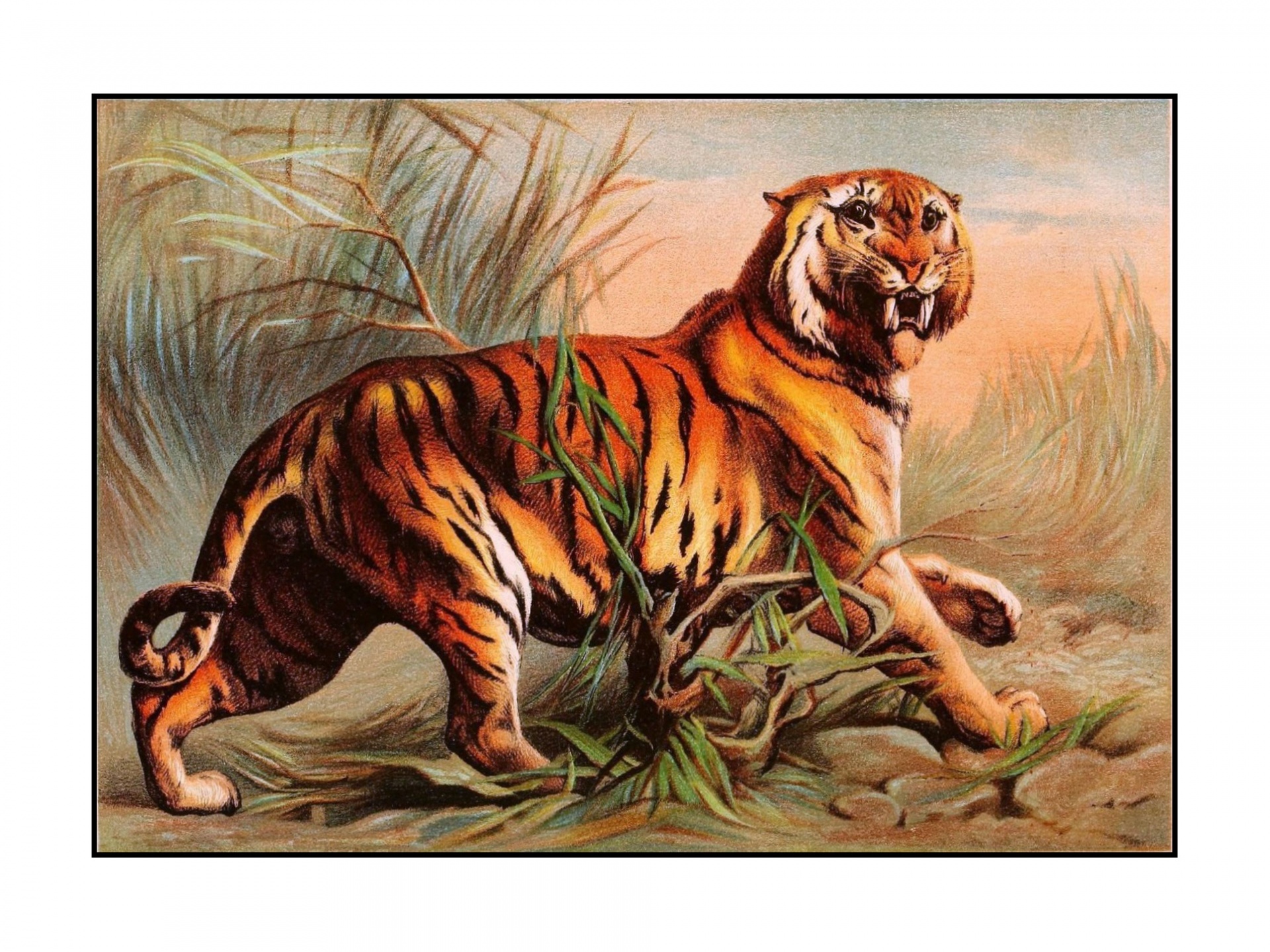 Big Cat Tiger Wildcat Vintage