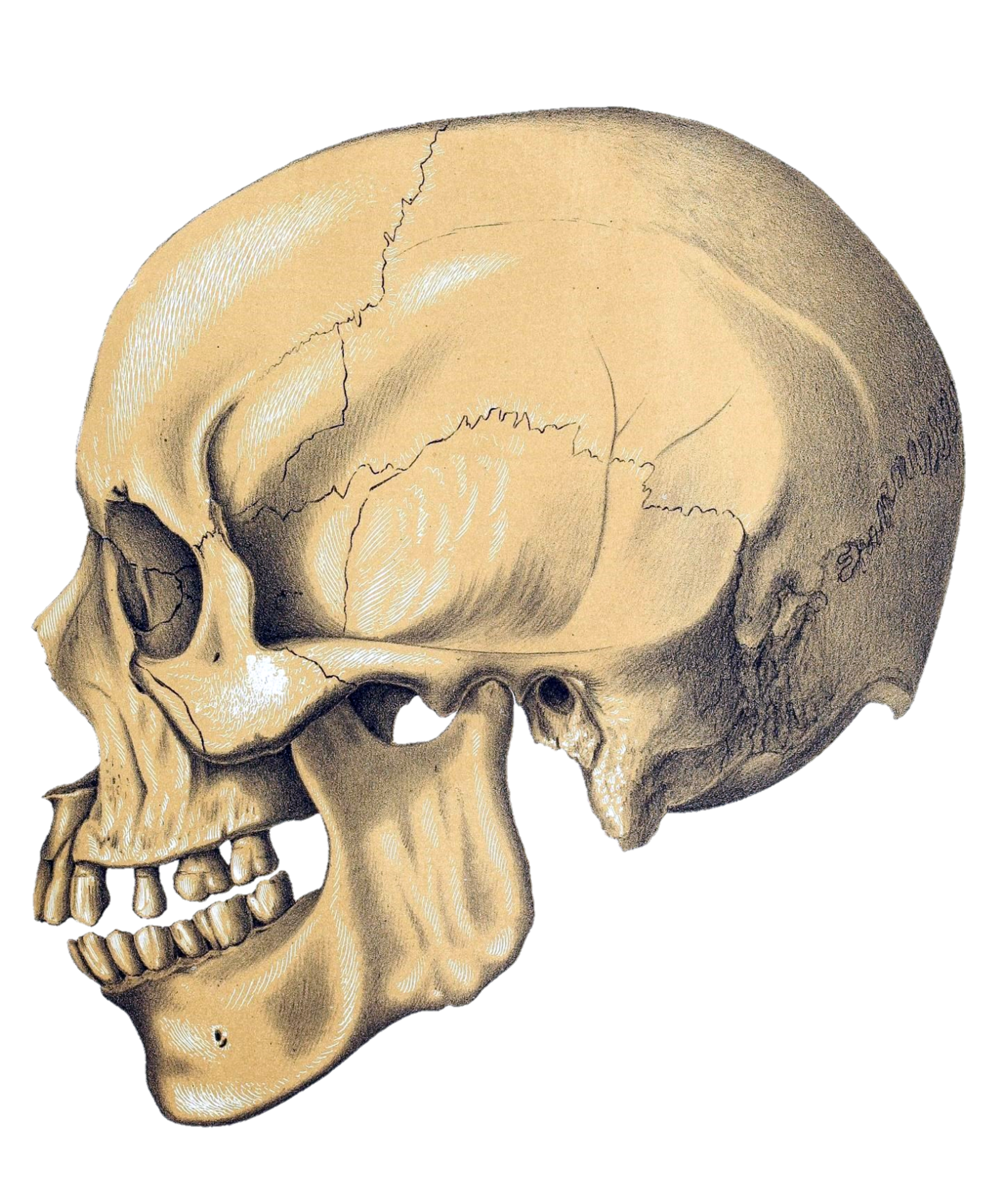 Skull anatomy vintage old art 1900 century novella antique human bones medicine painted