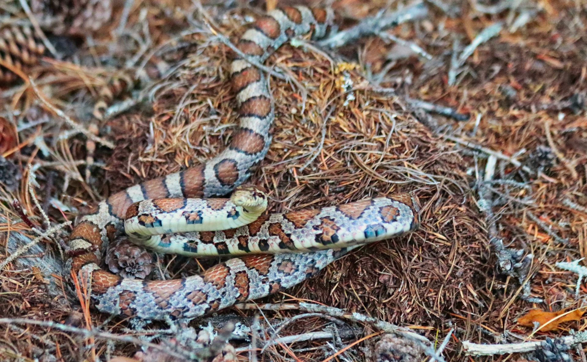 photo of a snake in Acadia National Park