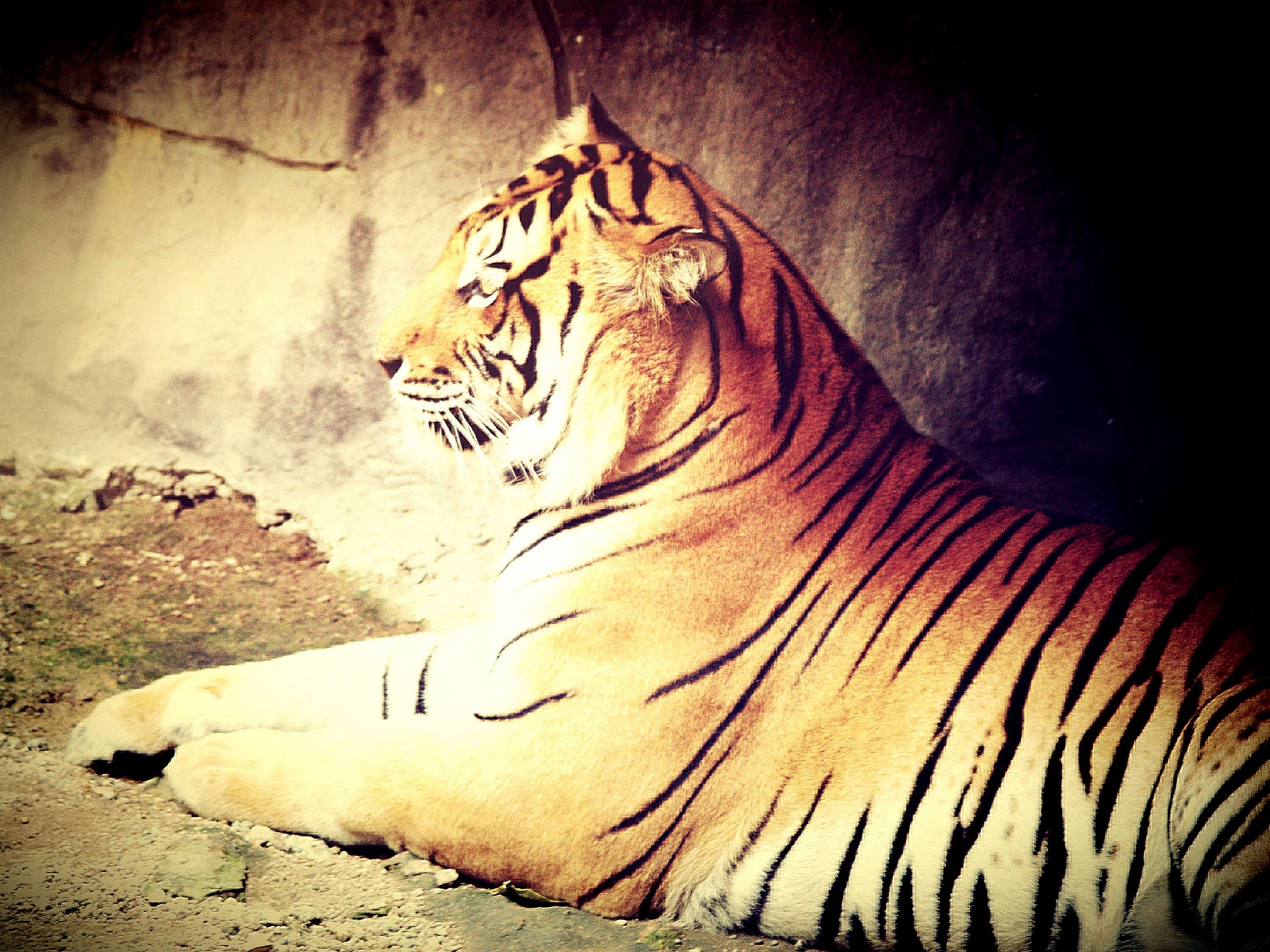 Tiger In Zoo Of Thailand