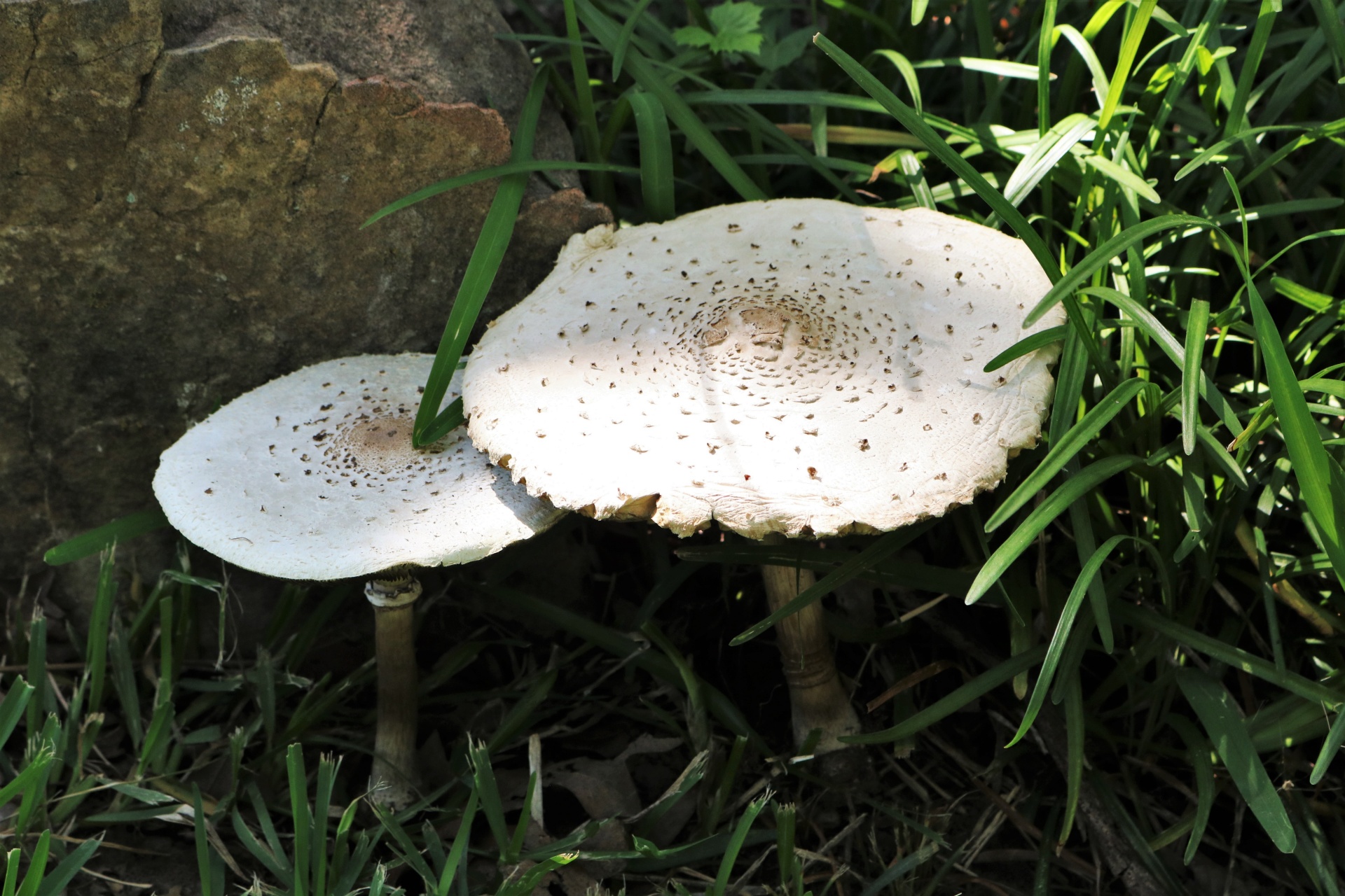Close-up of two large white green spored parasol mushrooms in tall green grass.