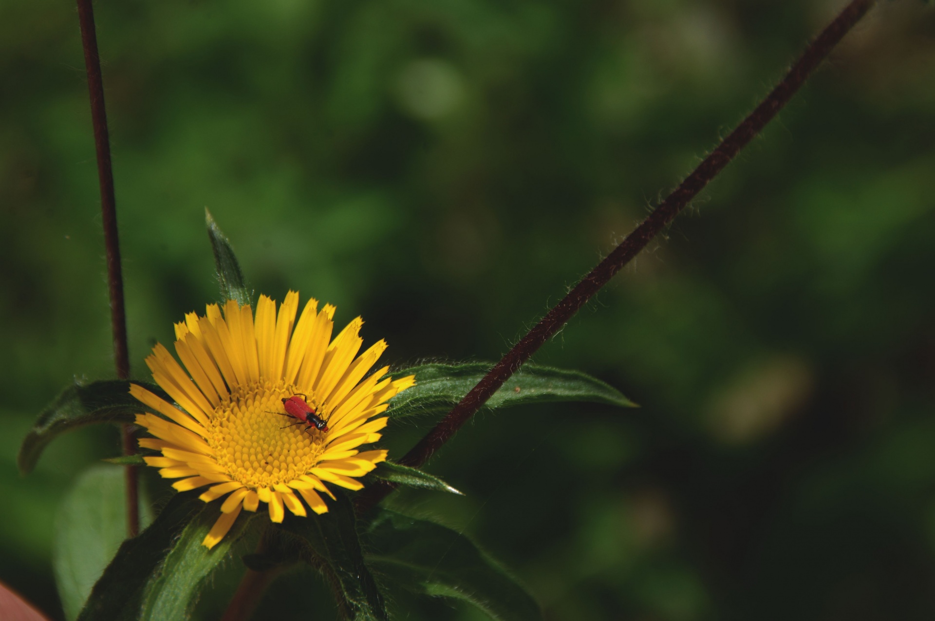 Yellow Wildflower With Red Ladybird