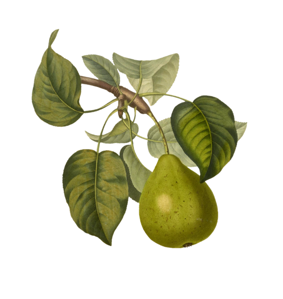 Fructe de epocă de pere Poza gratuite - Public Domain Pictures