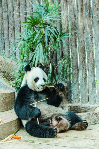 チェンマイ動物園 タイのパンダ 無料画像 Public Domain Pictures