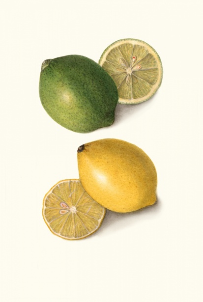 Citron Lime Citrus Vintage Photo stock libre - Public Domain Pictures