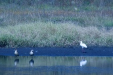 African Spoonbill, 2 Egyptian Geese