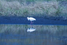 African Spoonbill Excreting