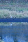 African Spoonbill On Verge Of Dam