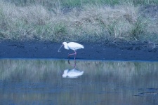 African Spoonbill Wading Along