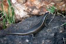 African Striped Skink On A Rock