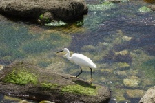 Egret At The Water&039;s Edge