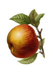 Apple Fruit Fruit Vintage