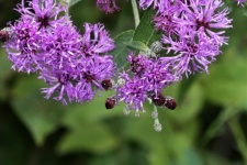 Arc Of Purple Wildflowers