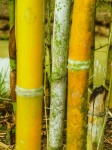 Bamboo Forest Nature Background