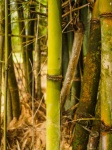 Bamboo Forest Nature Background