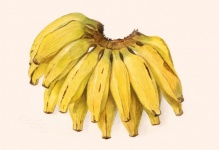 Banana Fruit Fruit Vintage