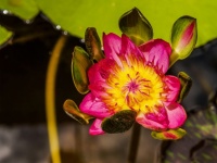 Beautiful Waterlily Lotus Flower