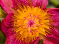 Beautiful Waterlily Lotus Flower