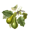 Pear Fruit Vintage Fruit