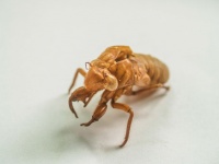 Brown Cicada