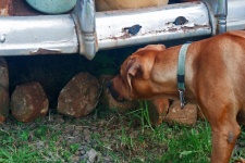 Brown Dog Peeking Under Old Car