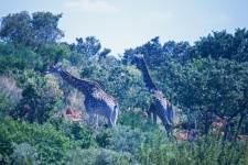 Browsing Giraffe In African Bush