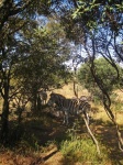 Burchell&039;s Zebra Standing In Shade