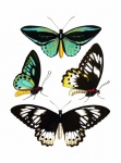 Butterflies Vintage Art Print