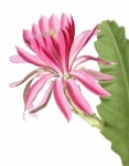 Cactus Flower Pink