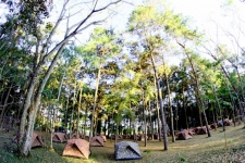 Camping In Pine Forrest At Phu Hin Rong