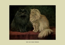 Cats Vintage Painting Persians