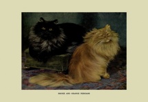 Cats Vintage Painting Persians