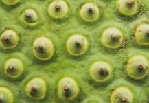 Close-up Of Lotus Pods And Seeds