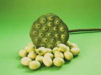Close-up Of Lotus Pods And Seeds