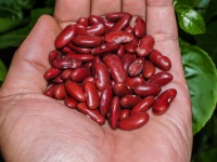Close Up Red Beans Background